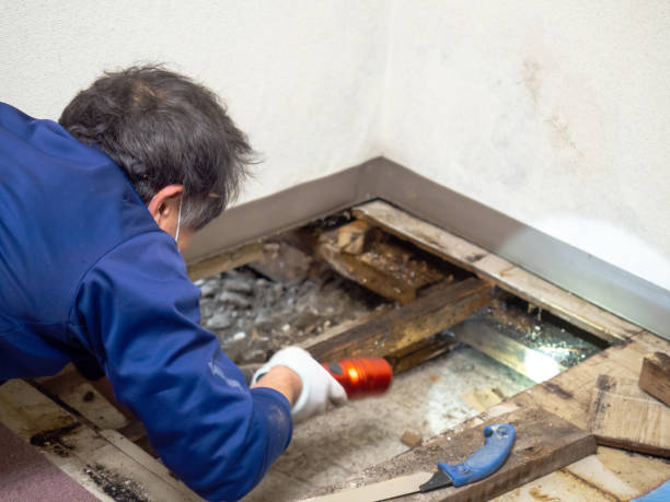 Best Mold Testing  in Los Alamos, NM