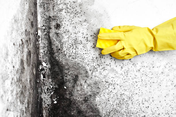 Best Residential Mold Removal  in Los Alamos, NM