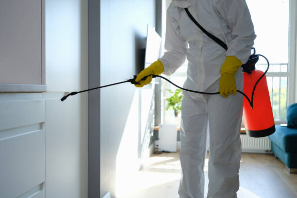 Best Fast Mold Removal  in Los Alamos, NM