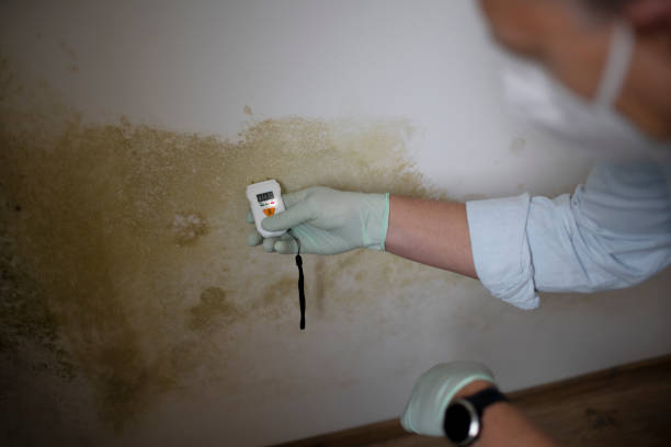 Best Office Mold Removal Services  in Los Alamos, NM