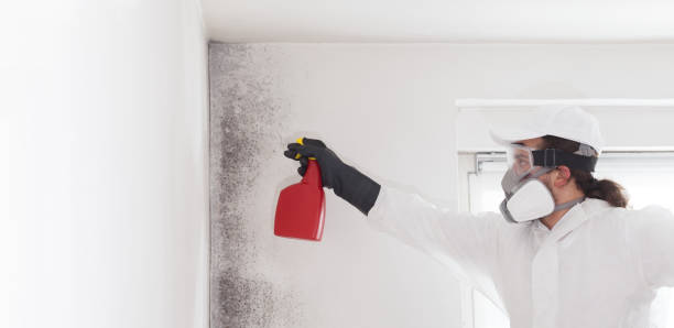 Best Certified Mold Removal  in Los Alamos, NM