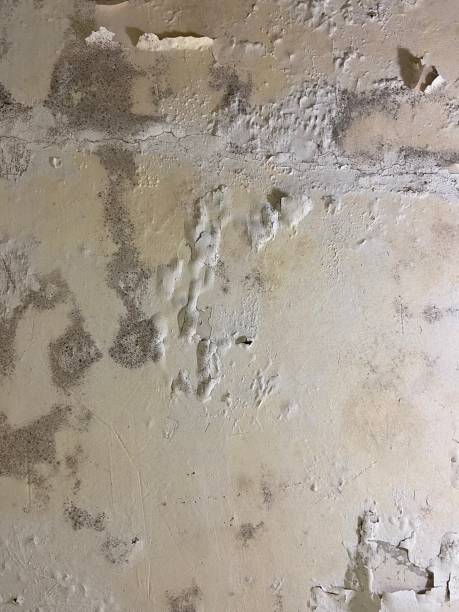 Office Mold Removal Services in Los Alamos, NM