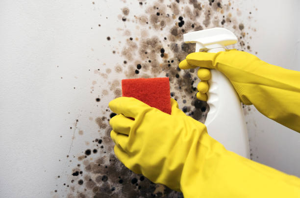 Certified Mold Removal in Los Alamos, NM